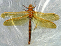 Brown Hawker